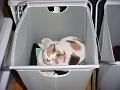 Ariel, the dirty laundry cat